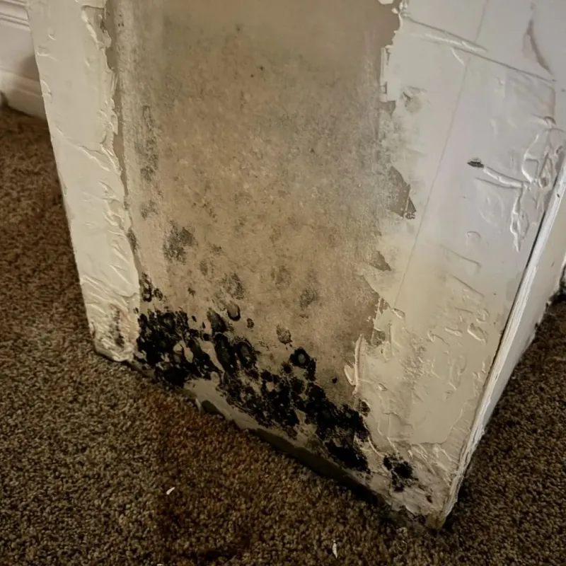 Professional Mold Removal in Jefferson Davis County, MS